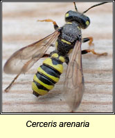 Cerceris arenaria