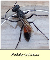 Podalonia hirsuta