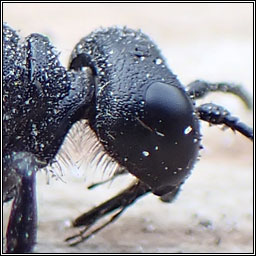 Podalonia hirsuta, Hairy Sand Wasp