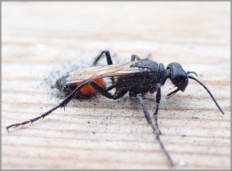 Podalonia hirsuta, Hairy Sand Wasp