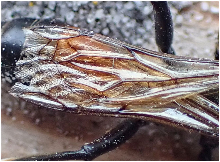 Podalonia hirsuta, Hairy Sand Wasp