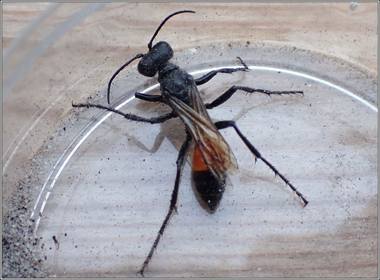 Podalonia hirsuta, Hairy Sand Wasp