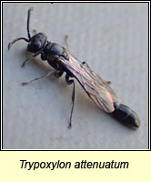 Trypoxylon attenuatum, Slender Wood Borer Wasp