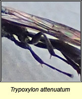 Trypoxylon attenuatum, Slender Wood Borer Wasp