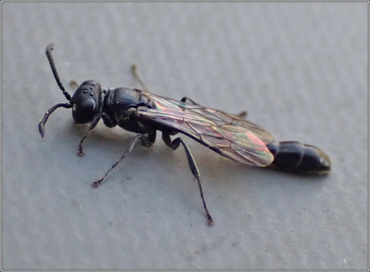 Trypoxylon attenuatum, Slender Wood Borer Wasp