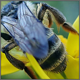 Andrena denticulata, Grey-banded Mining Bee