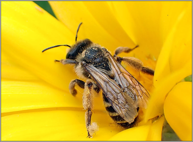 Andrena denticulata, Grey-banded Mining Bee