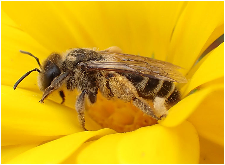 Andrena denticulata, Grey-banded Mining Bee