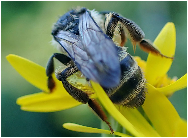 Andrena denticulata, Grey-banded Mining Bee