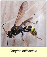 Gorytes laticinctus