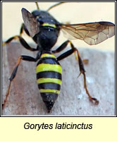 Gorytes laticinctus