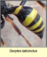 Gorytes laticinctus