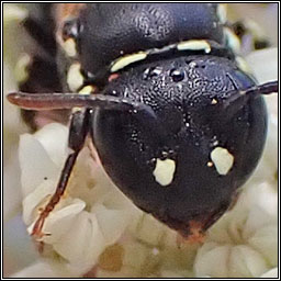 Hylaeus dilatatus