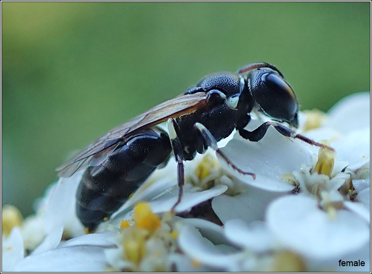 Hylaeus dilatatus