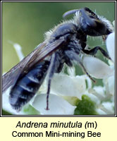 Andrena minutula, Common Mini-mining Bee