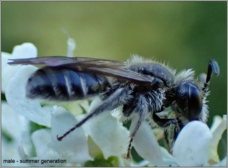 Andrena minutula, Common Mini-mining Bee