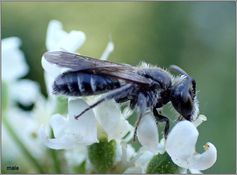 Andrena minutula, Common Mini-mining Bee