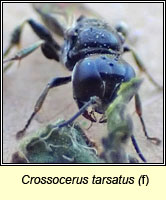 Crossocerus tarsatus