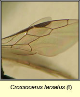 Crossocerus tarsatus