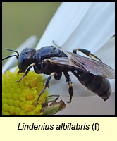 Lindenius albilabris