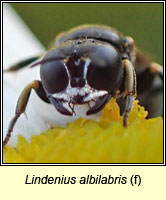 Lindenius albilabris