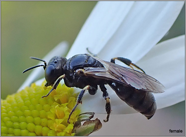 Lindenius albilabris