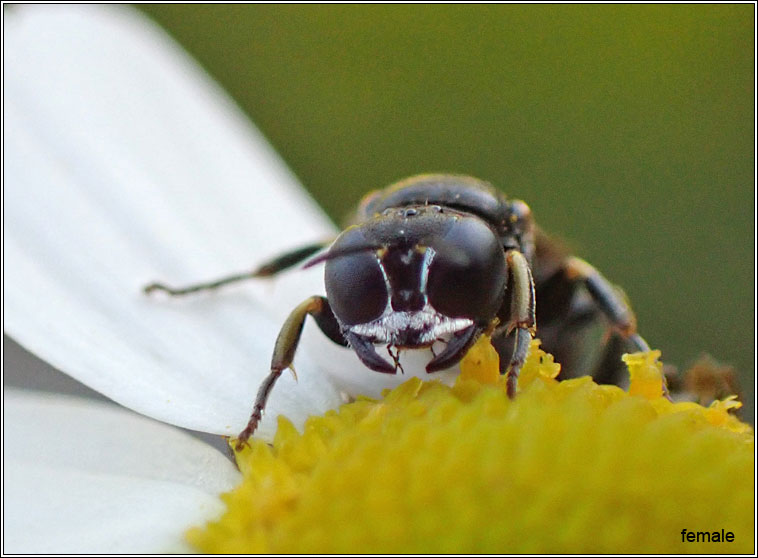 Lindenius albilabris