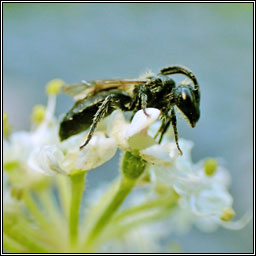 Andrena minutuloides, Plain Mini-mining Bee