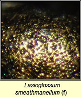 Lasioglossum smeathmanellum