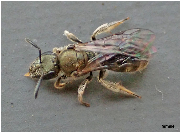 Lasioglossum smeathmanellum