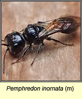 Pemphredon inornata