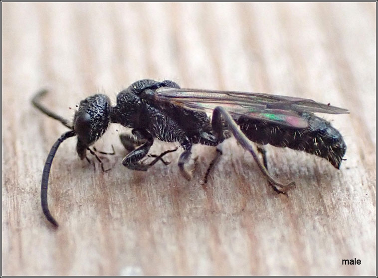 Myrmosa atra, Black-headed Velvet Ant