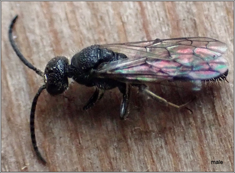 Myrmosa atra, Black-headed Velvet Ant