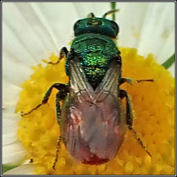 Hedychrum