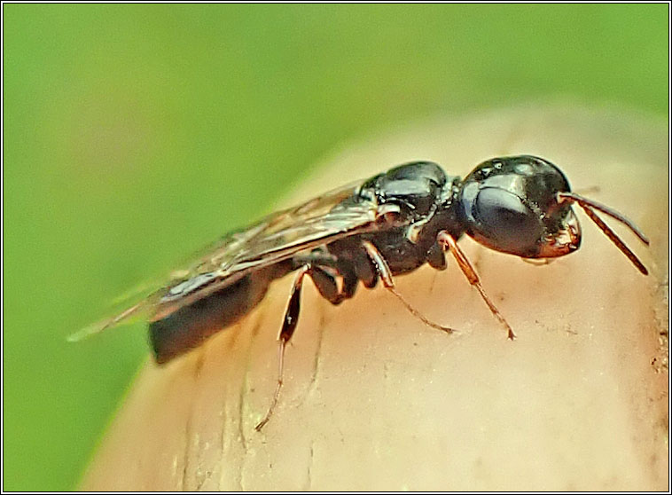 Stigmus sp