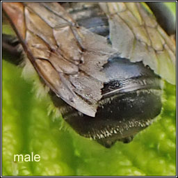 Megachile ligniseca