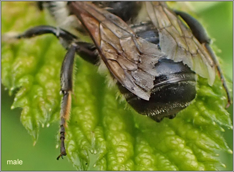 Megachile ligniseca