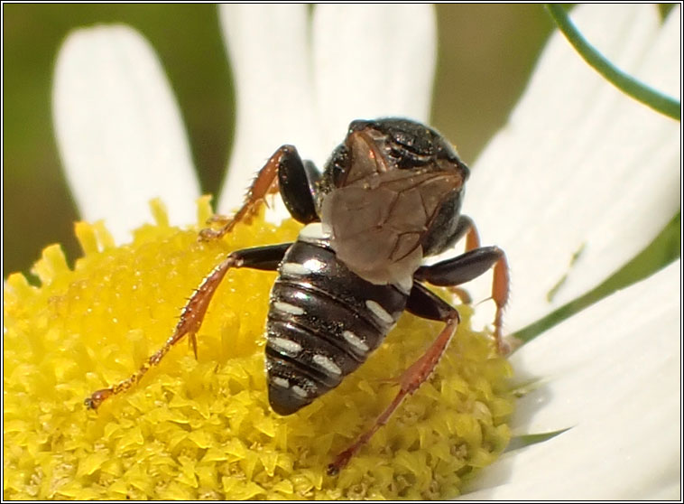 Oxybelus uniglumis