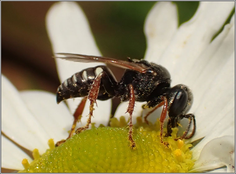 Oxybelus uniglumis