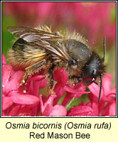 Osmia bicornis, Red Mason Bee