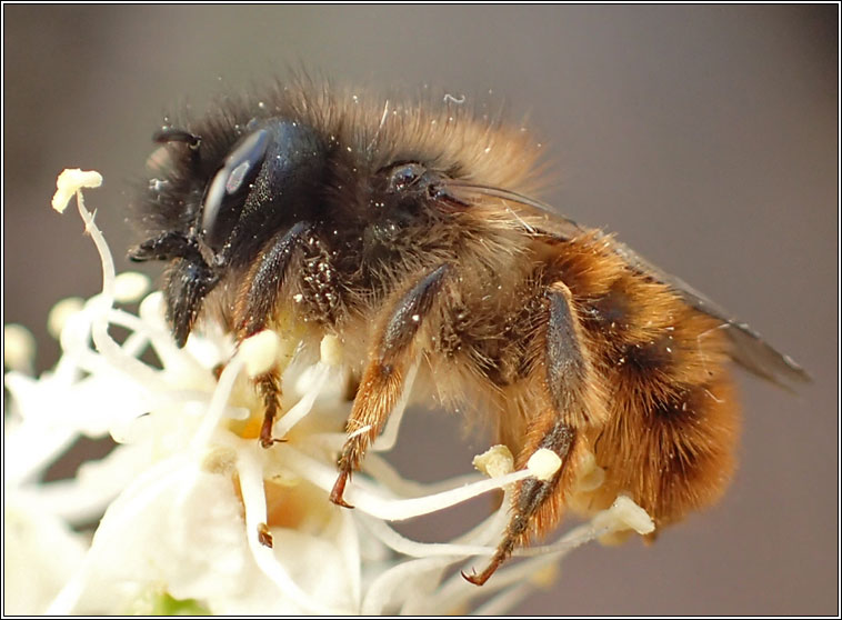 Red Mason Bee, Osmia bicornis