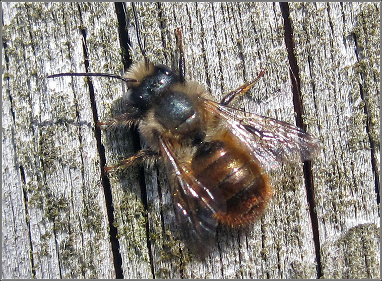 Red Mason Bee, Osmia bicornis