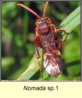 Nomada sp1