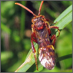 Nomada sp1