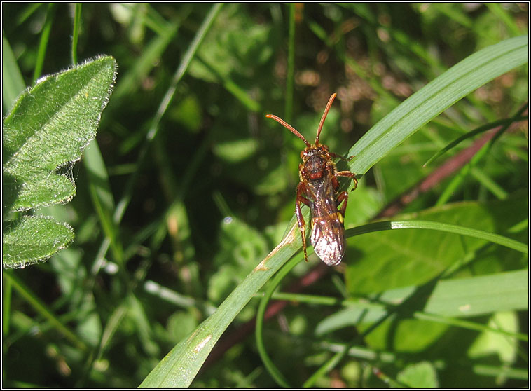 Nomada sp1