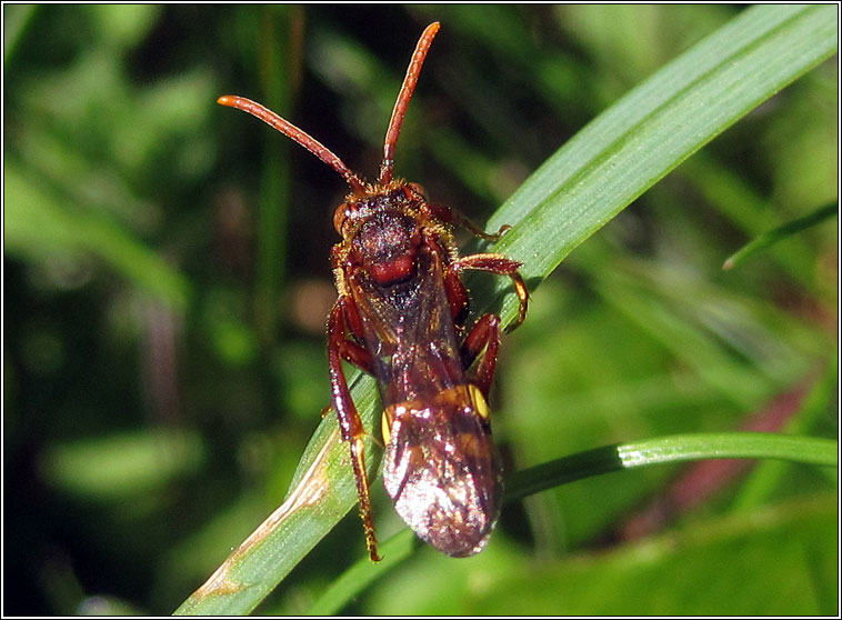 Nomada sp1