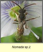 Nomada sp2