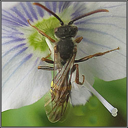 Nomada sp2