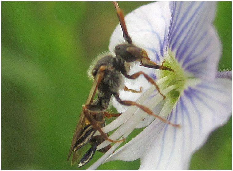 Nomada sp2