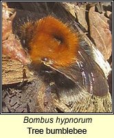 Bombus hypnorum, Tree Bumblebee